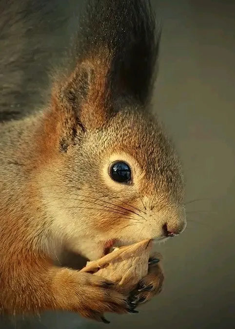 С Добрым Утром🌞🥰 🐿 #1