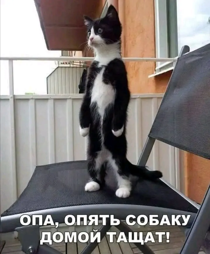 😉🤣🐾🥰👍 #1