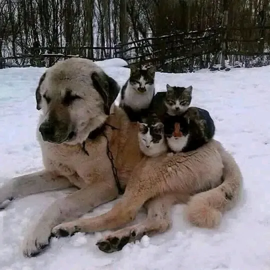 Добряк🥰🥰🥰 #1