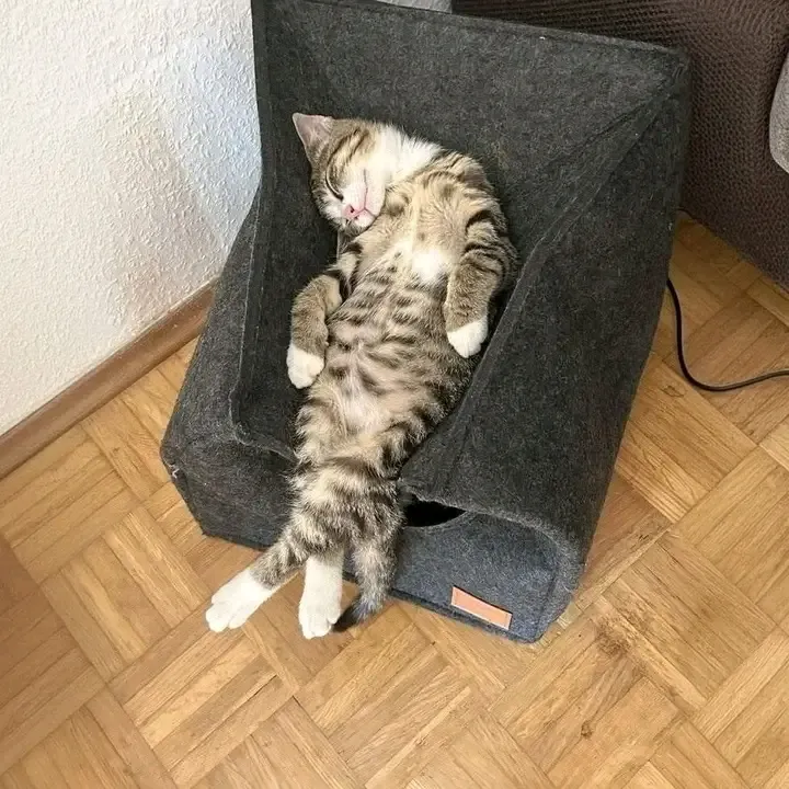 С Добрым Утром🐾🌞🥰 #1