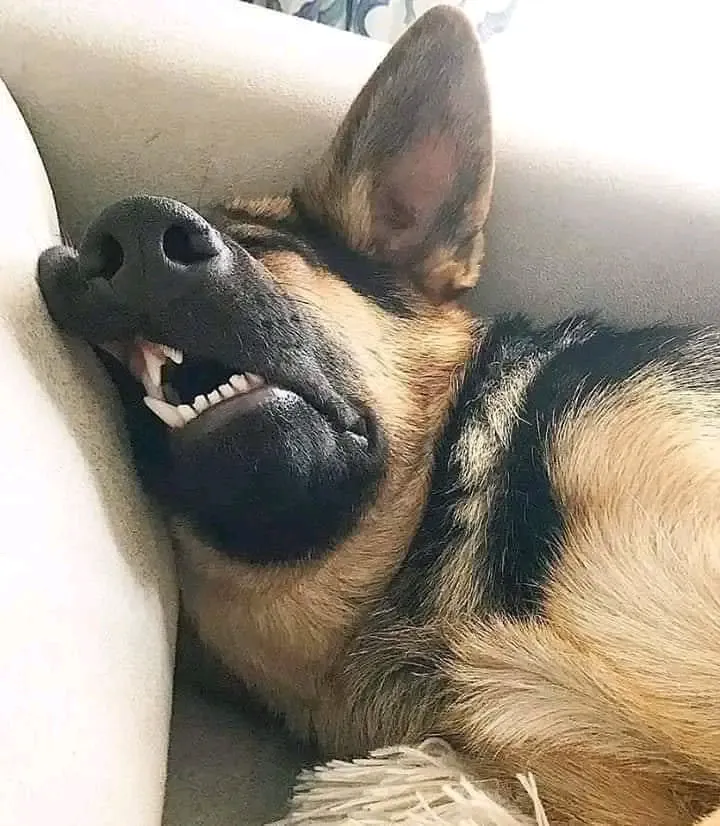 С Добрым Утром🐾🌞🥰 #1