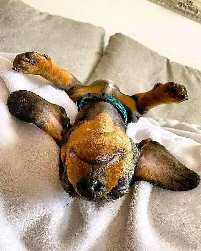 "Мне на всё наСПАТЬ"🐾😉 #1