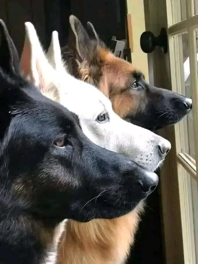 Красавицы🐾👌 #1