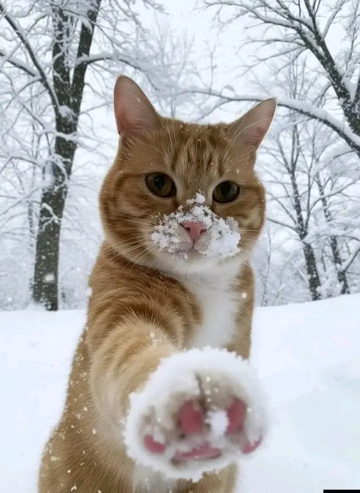 С Добрым Утром🐾🌞🐈 #1