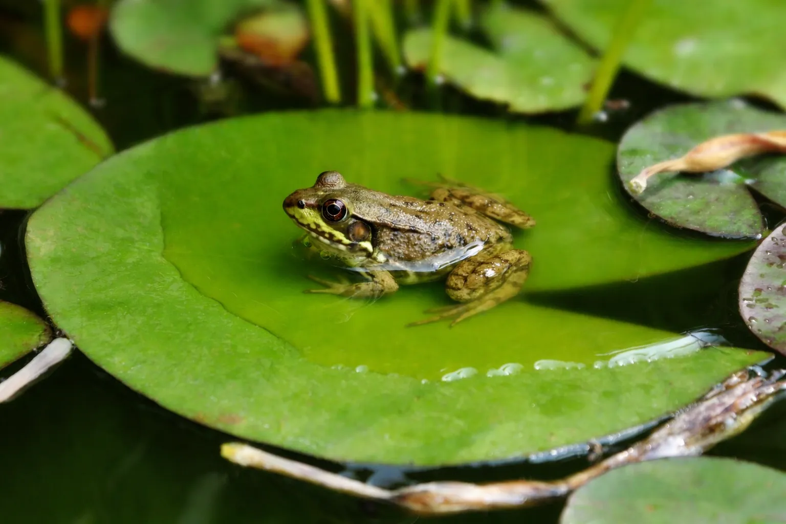 Среда, чуваки🐸 #1