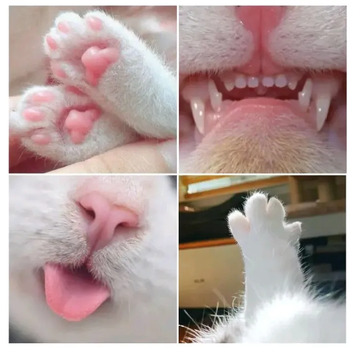 🥰🐾🥰 #1