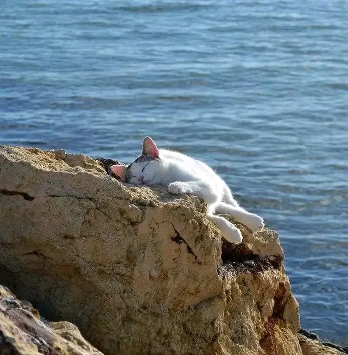 С Добрым Утром🐾🌞🐈 #1