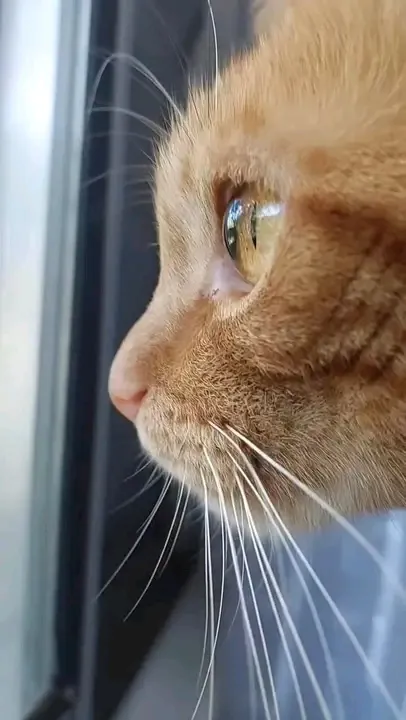 С Добрым Утром🐾🌞🐈 #1