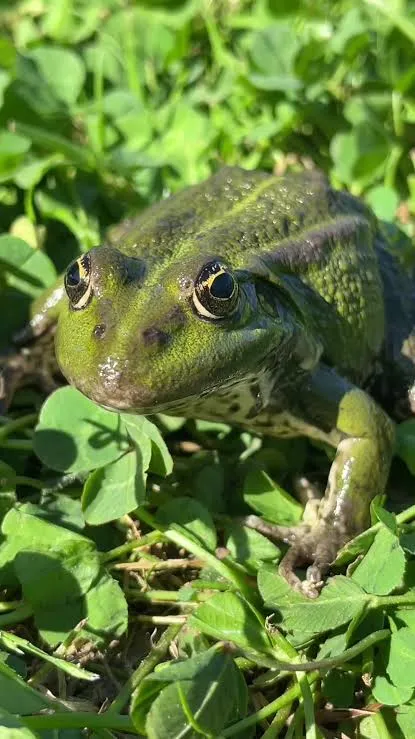 Среда, чуваки 🐸 #1