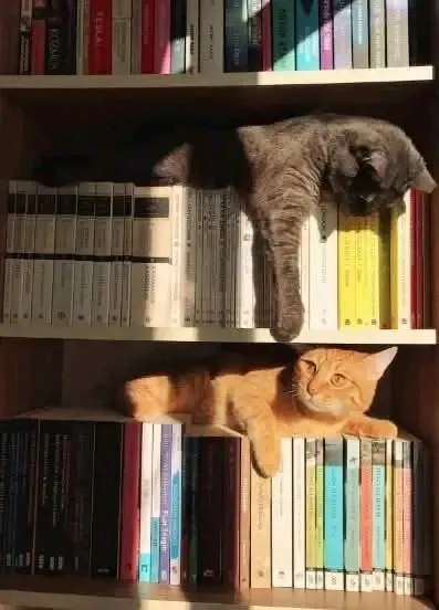 С Добрым Утром🐾🌞🐈 #1