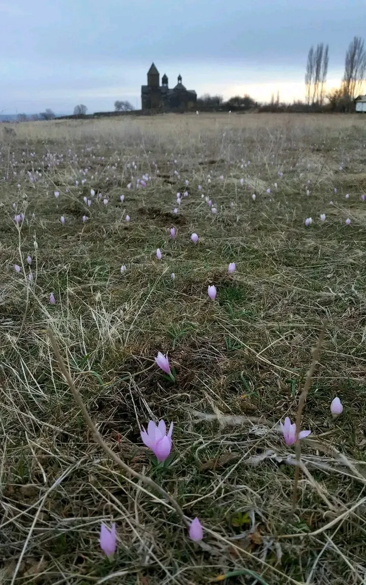 У нас уже подснежники💐 #1