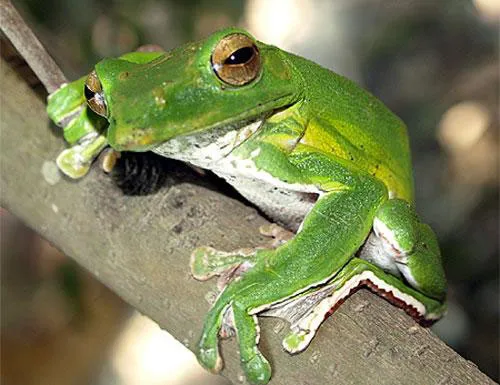 Среда, чуваки 🐸 #1