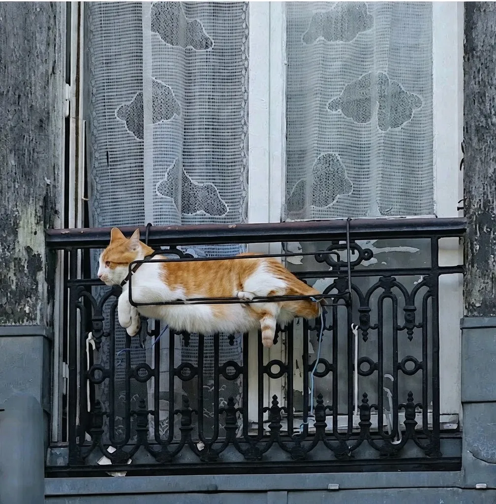 Зачем на балконе разводить цветы, если можно разводить котов😂🐾👍 #1