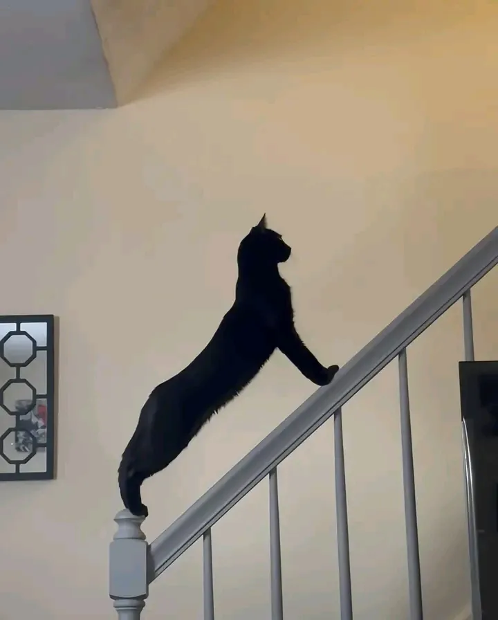 Чёрная пятница 😉🐾👍