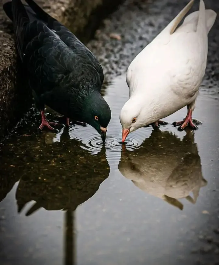 🥰🐦🐦 #1