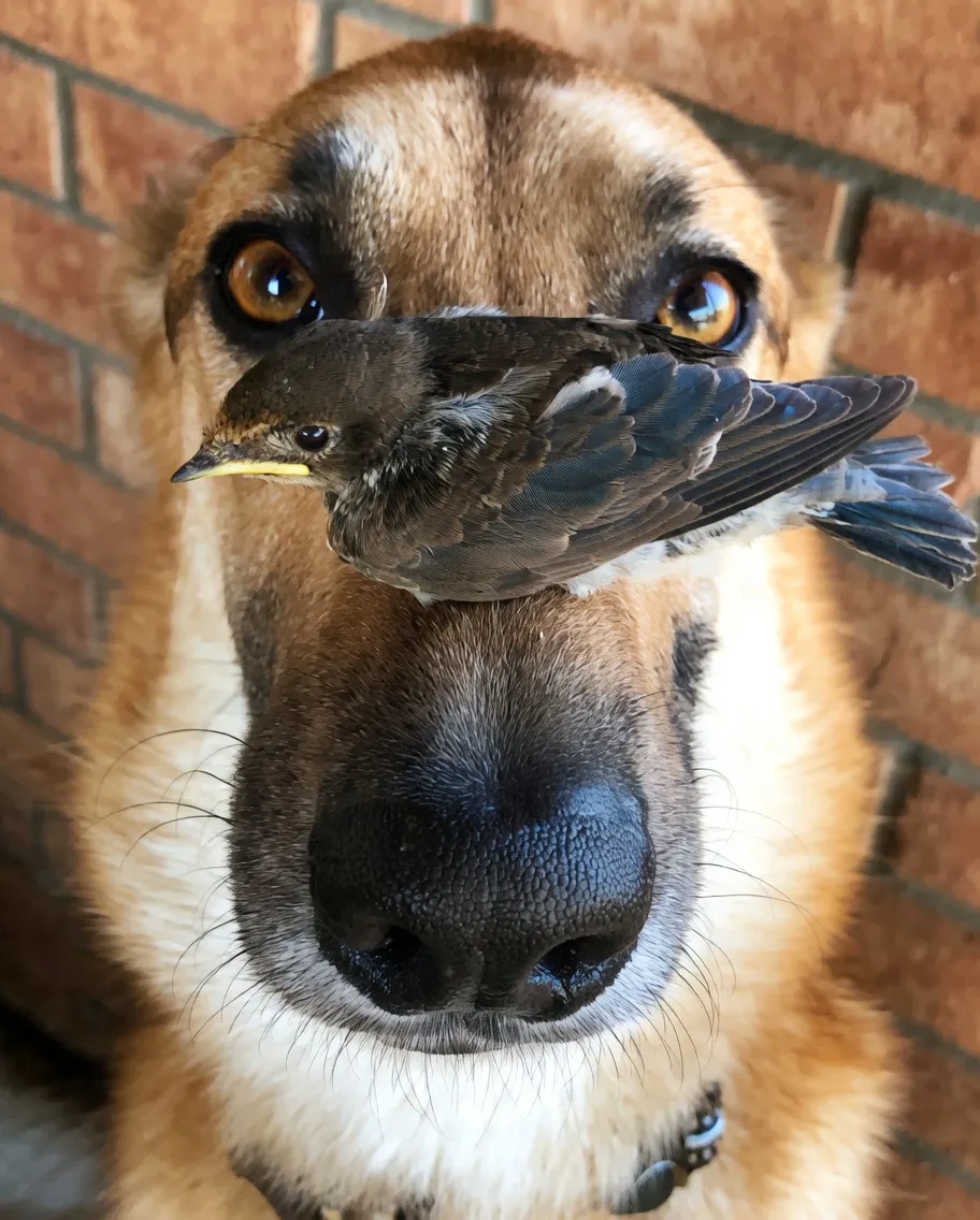 😉🥰🐾🐦👍 #1
