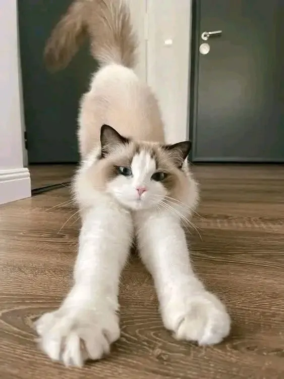 С Добрым Утром🌞🐾 #1