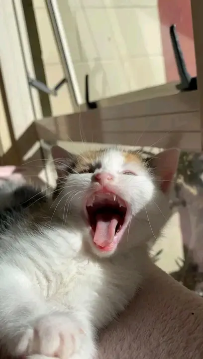 С Добрым Утром🌞🐾 #1