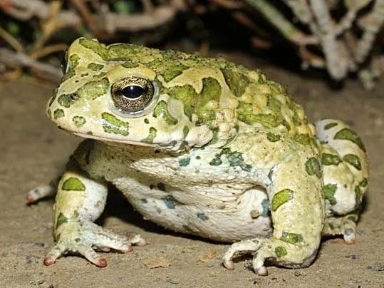 Среда, чуваки 🐸 #1
