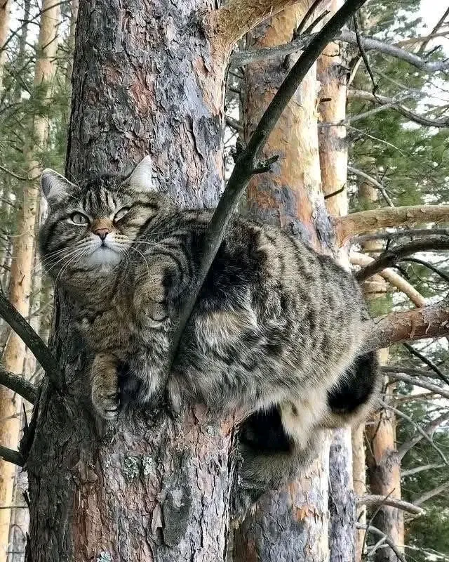 С Добрым Утром🌞🐾 #1