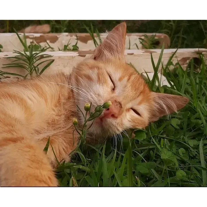 С Добрым Утром🌞🐾 #1