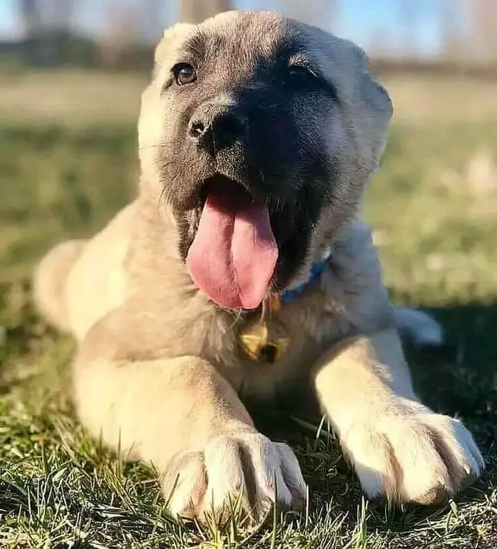 С Добрым Утром🌞🐾 #1