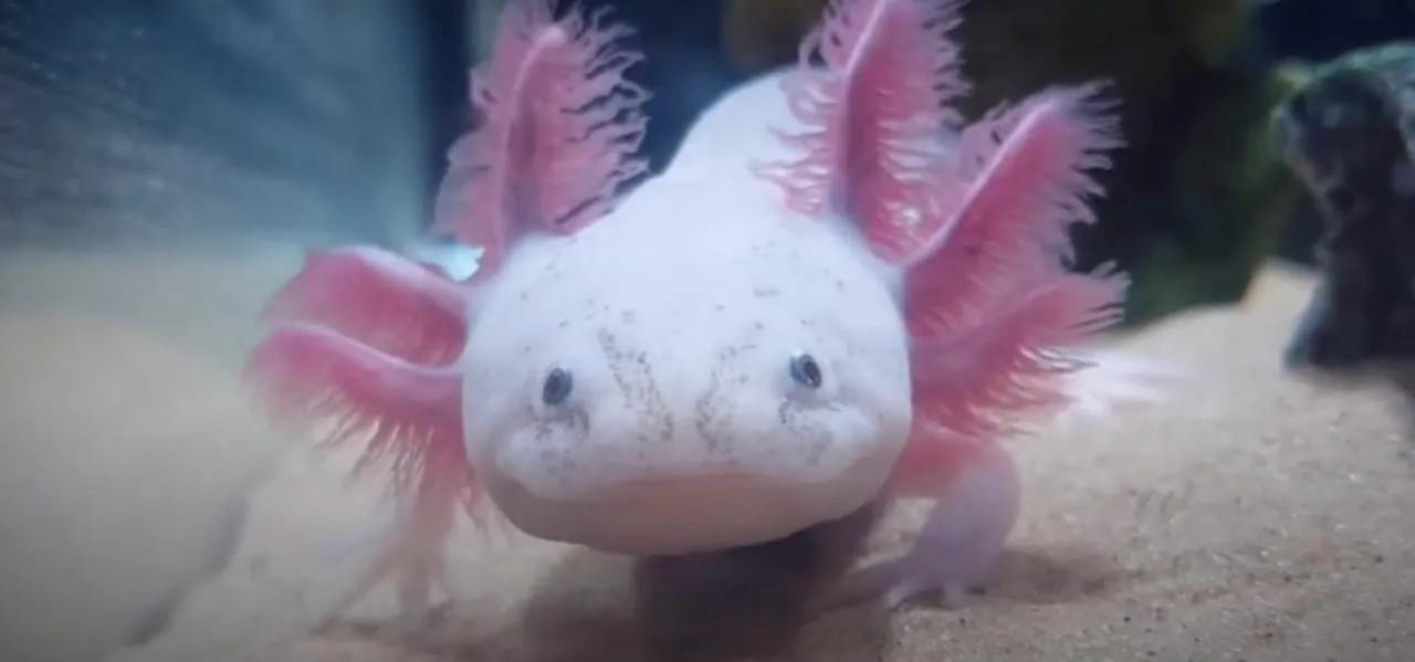 Аксолотль (Axolotl), похоже на название танца 🤔🤠 #2