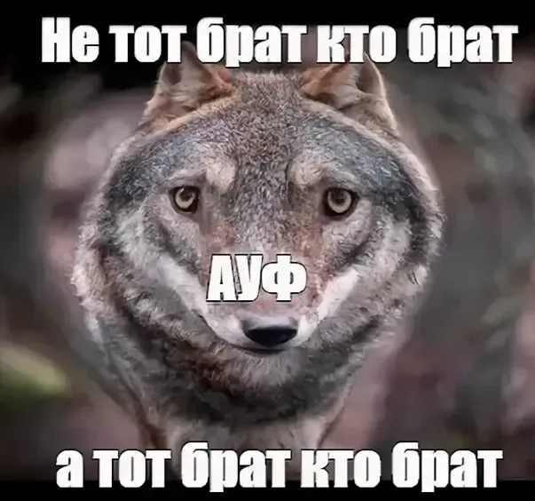 Какой ты волк? 😁 #1