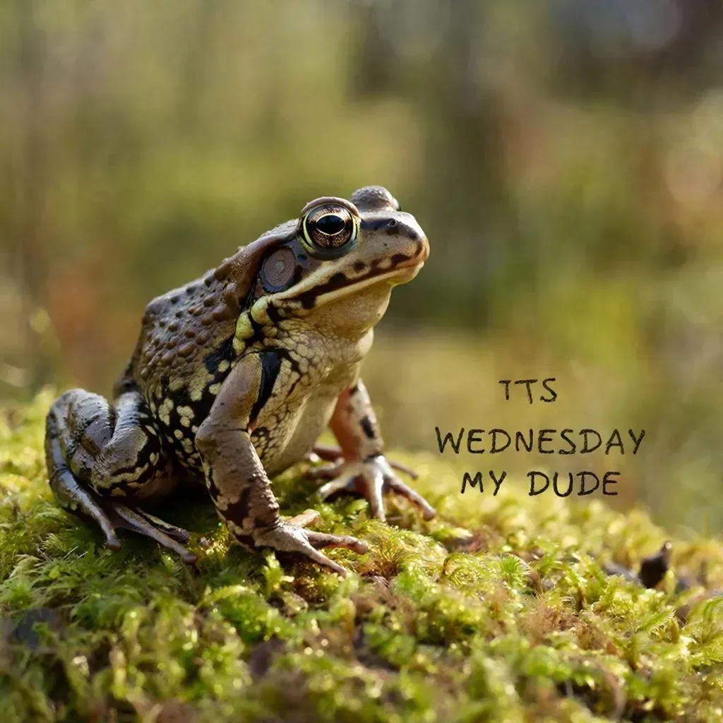 Its Wednesday my Dudes #1