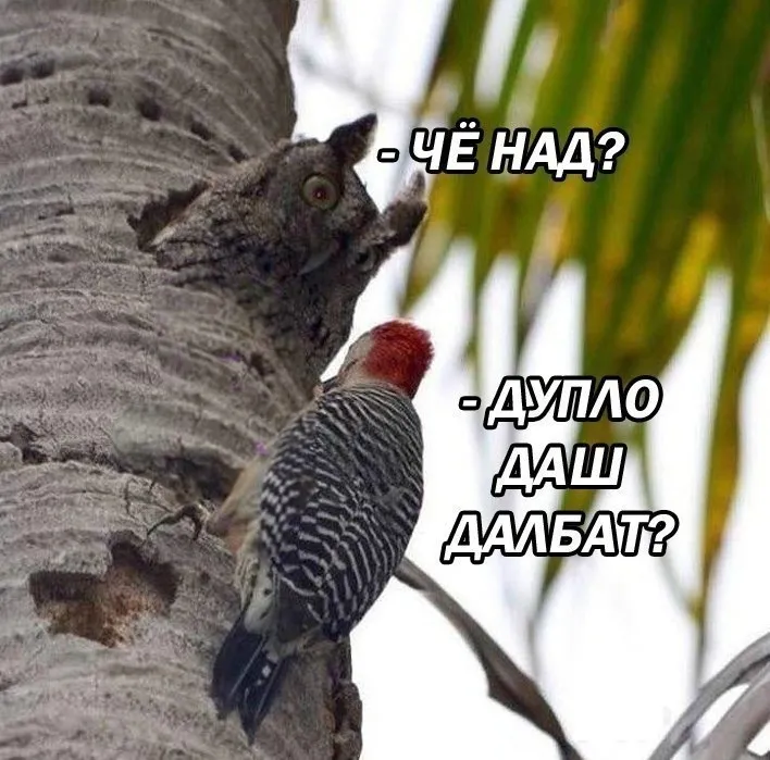 Далбат #1