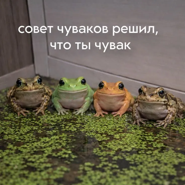 Среда чуваки ! #1