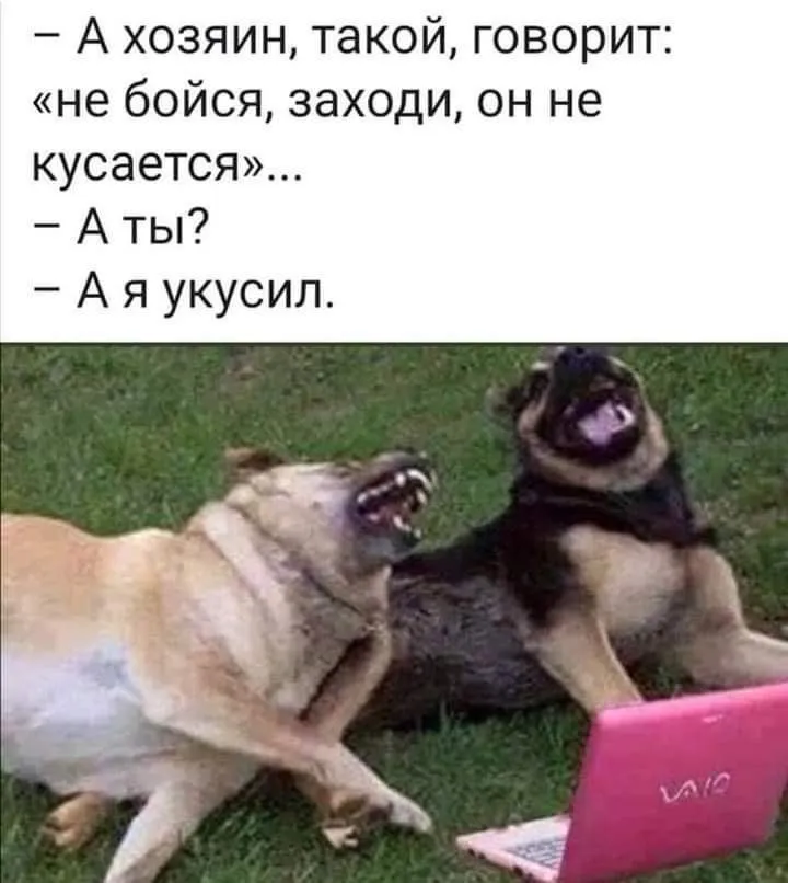 Штрафы за выгул животных без защиты окружающих #1