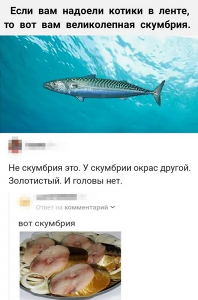Альтернатива котикам #1