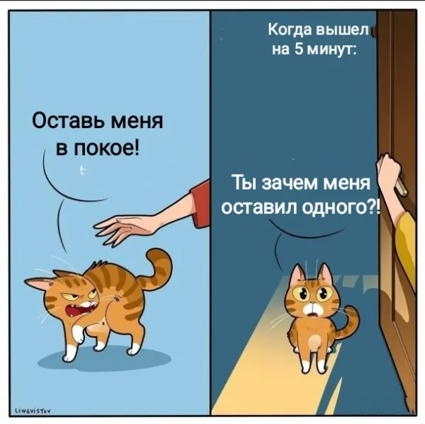 Типичный кот #1