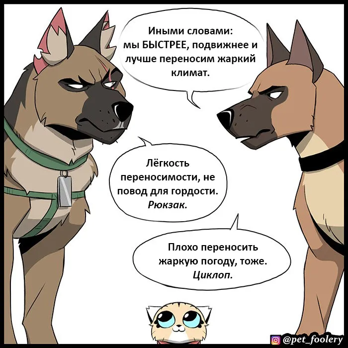 Pixie & Brutus - Malinois (2022.04.16) #5