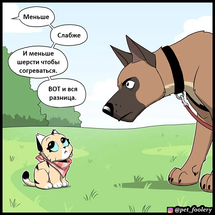 Pixie & Brutus - Malinois (2022.04.16) #4