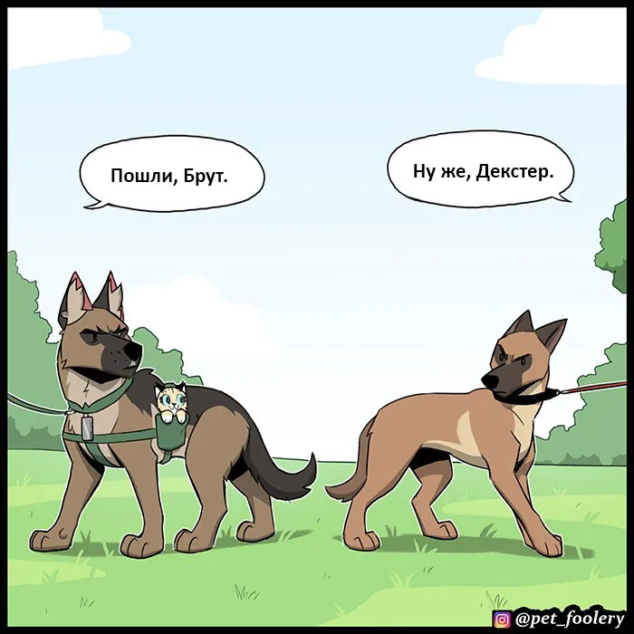 Pixie & Brutus - Malinois (2022.04.16) #7