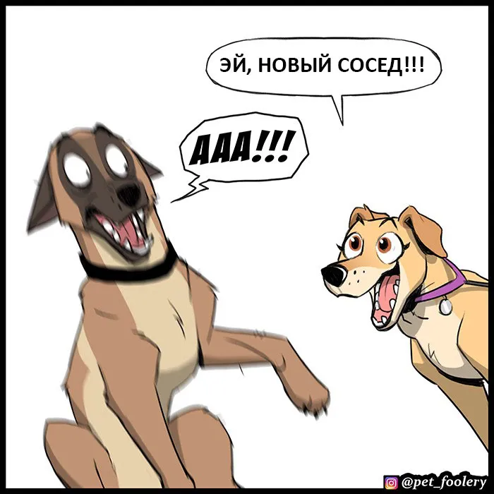 Pixie & Brutus - Dexter (2022.04.22) #5