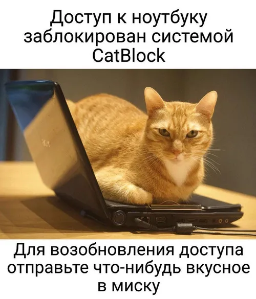 CatBlock #1
