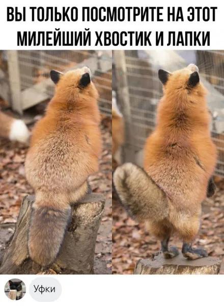 Пятничная пушистая жопка #1