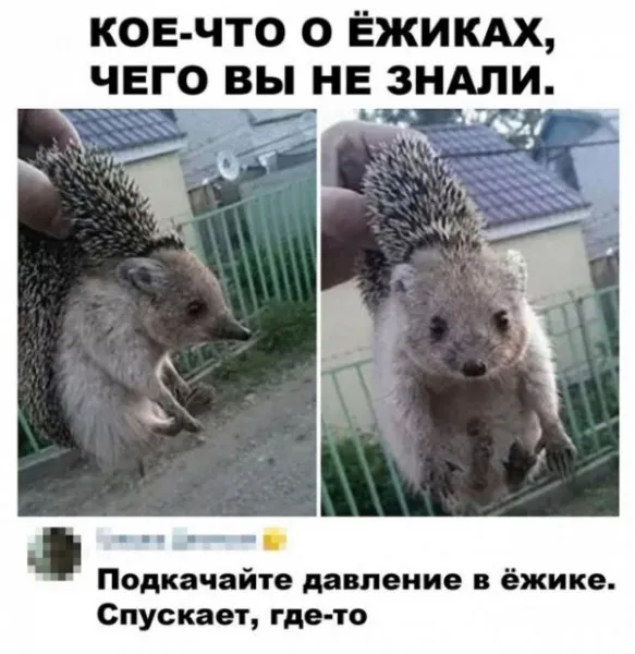 Продолжая тему ёжиков #1