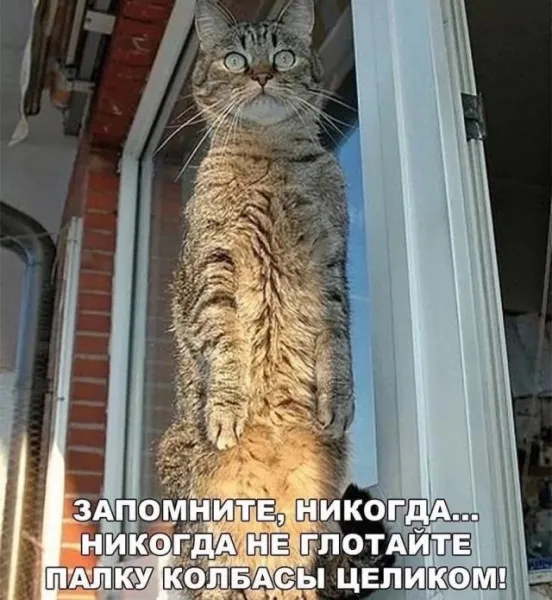 Будьте осторожны, котаны! #1