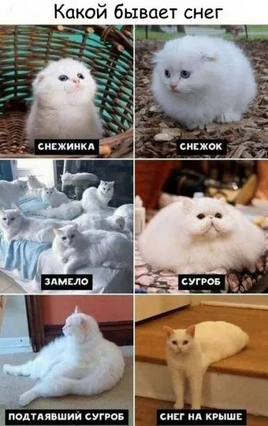 Состояние снежного покрова #1
