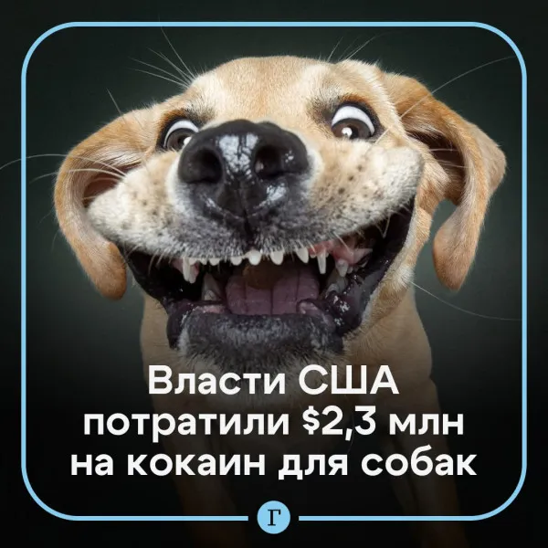 Забота о братьях меньших #1