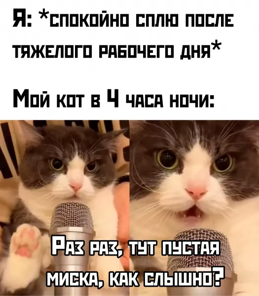 Покормите своих котонов #1