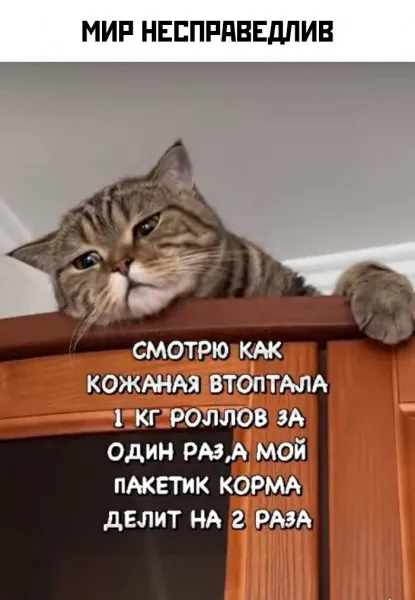 Покормите котанов #2