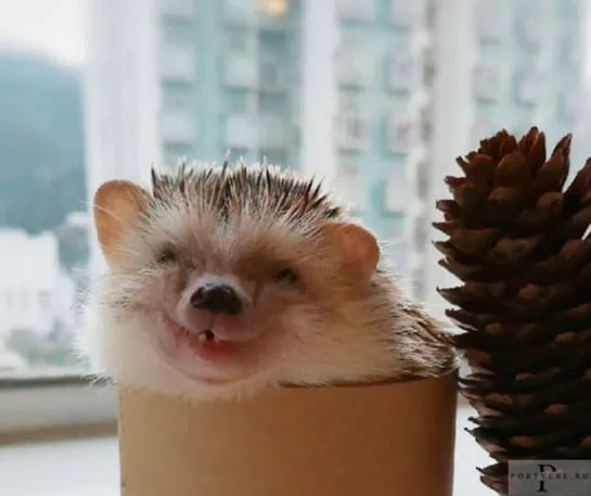 Довольная колючая мордашка 🦔😉🥰 #1