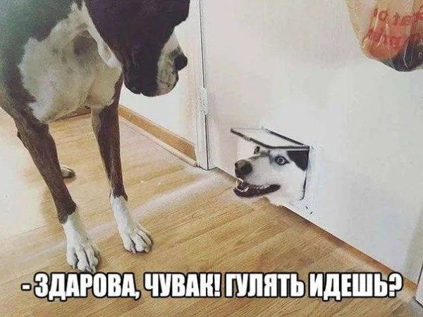 Гулять пойдёшь? #1