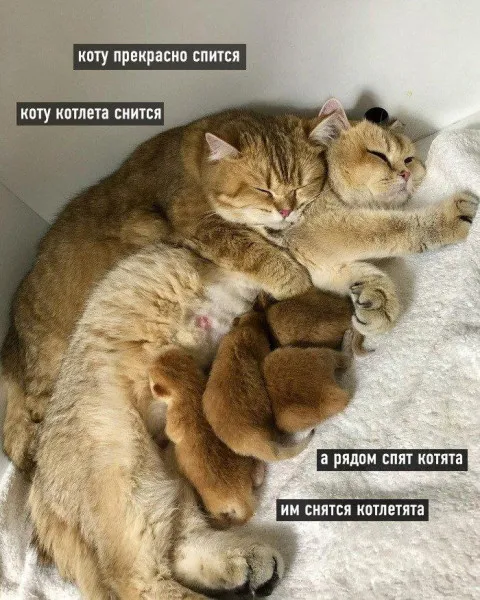 Котлетята #1