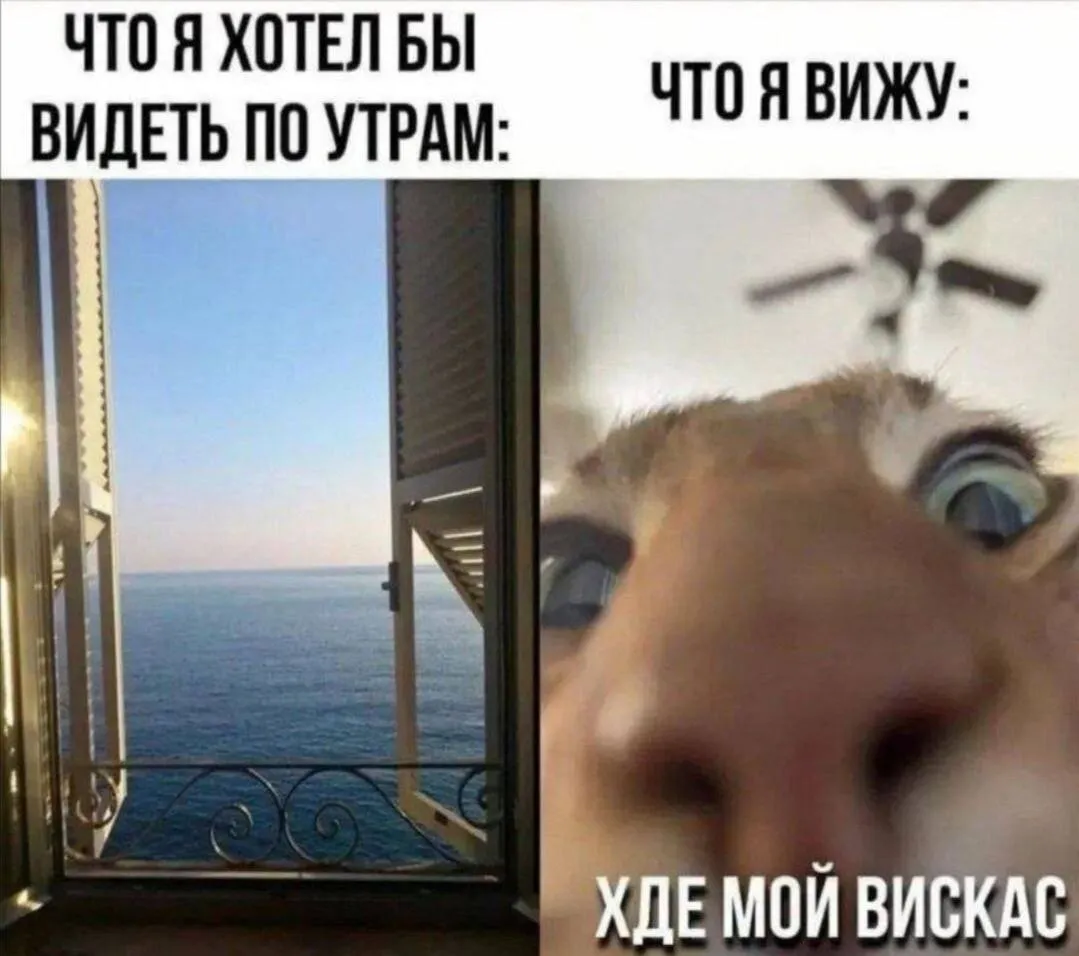 Кошатники поймут #1